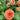 Alchymist Rose with densely petaled orange and pink gradient blooms on a climbing shrub rose