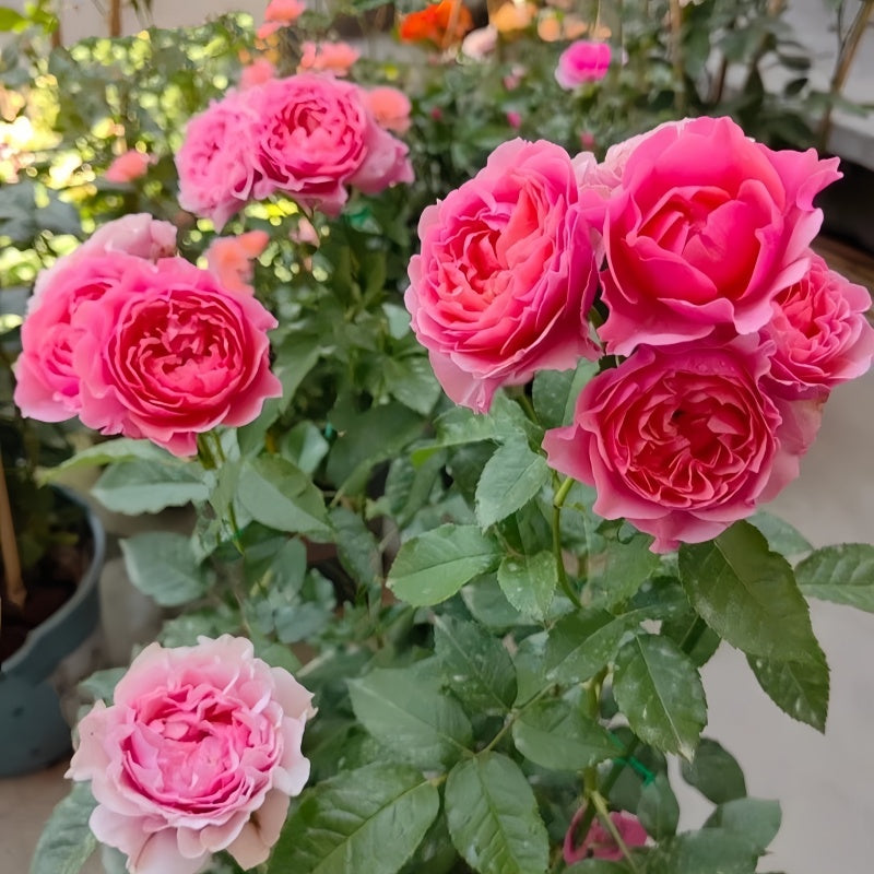 All 4 Cherry Blossoms Rose
