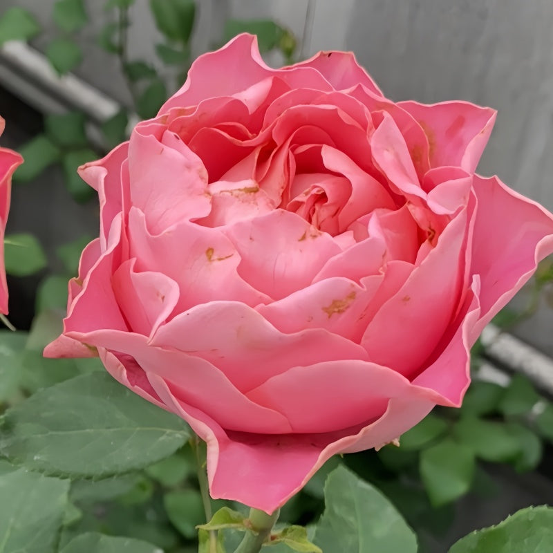 All 4 Cherry Blossoms Rose