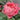 All 4 Cherry Blossoms Rose garden rose with elegant blooms