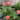 All 4 Cherry Blossoms Rose garden rose with elegant blooms