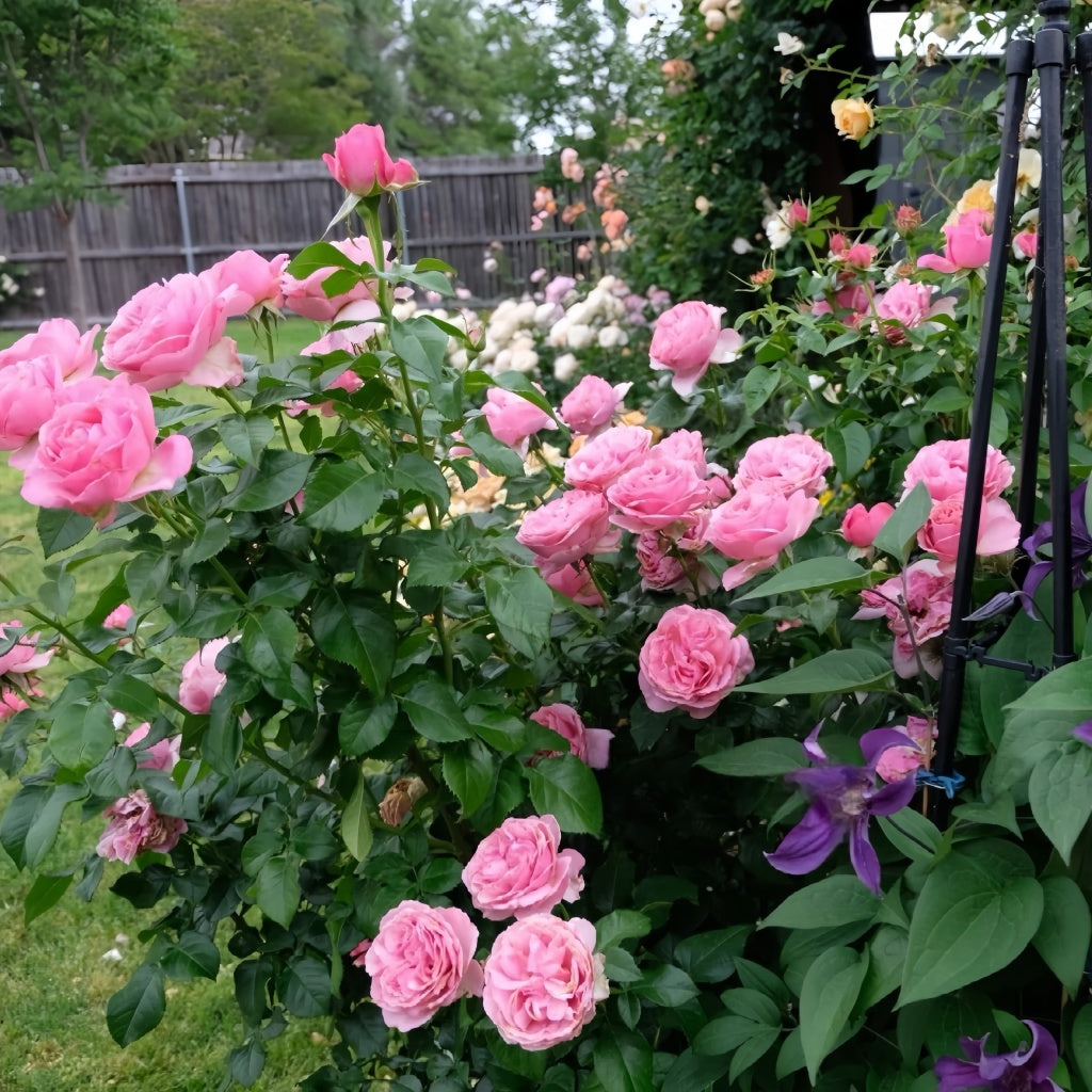 All Dressed Up rose bush with numerous pink blooms surrounded by green foliage and garden trellis