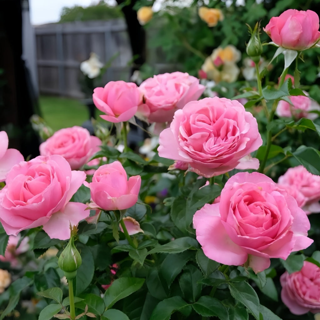Cluster of All Dressed Up roses with lush, rounded pink flowers in mid-spring bloom