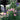 All Dressed Up Rose Plant garden rose with elegant blooms
