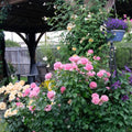 All Dressed Up rose climbing on a garden arch with mixed-color roses and vibrant greenery.