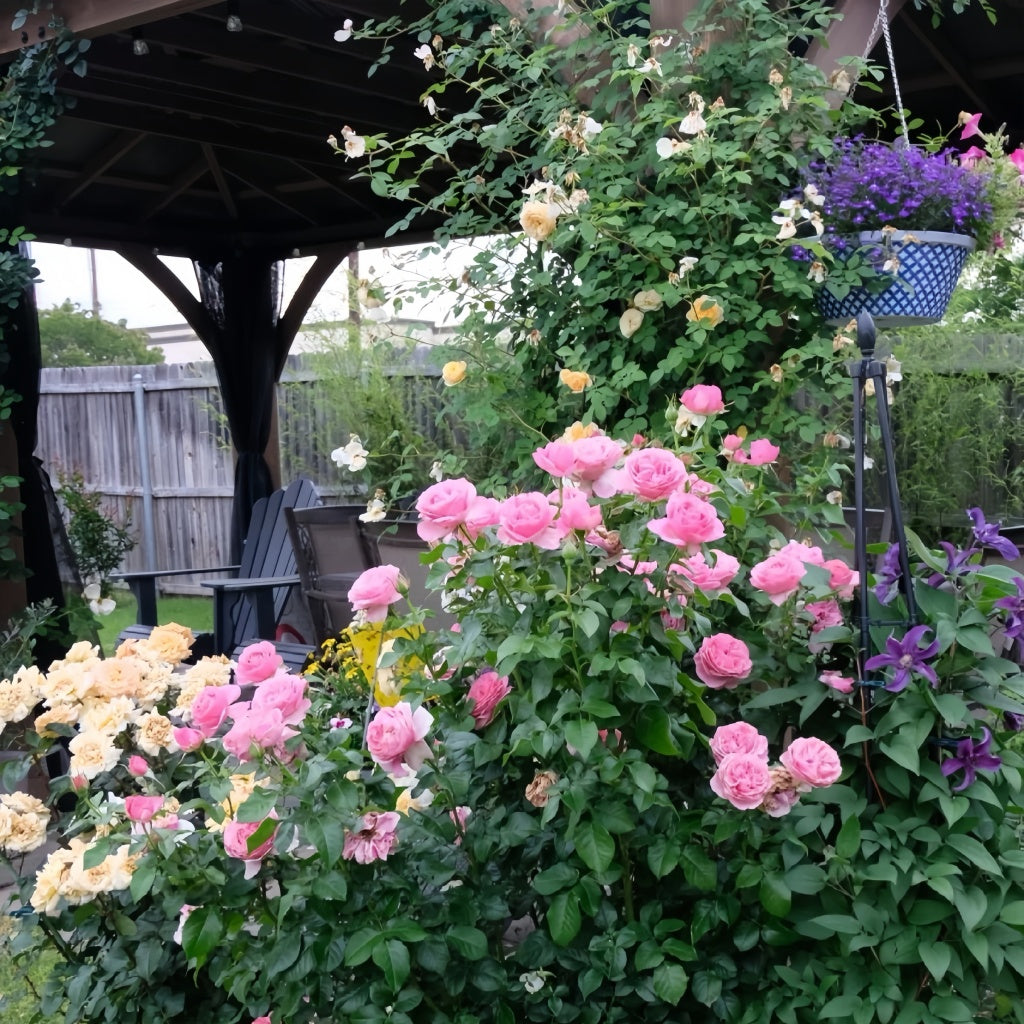 All Dressed Up rose climbing on a garden arch with mixed-color roses and vibrant greenery.