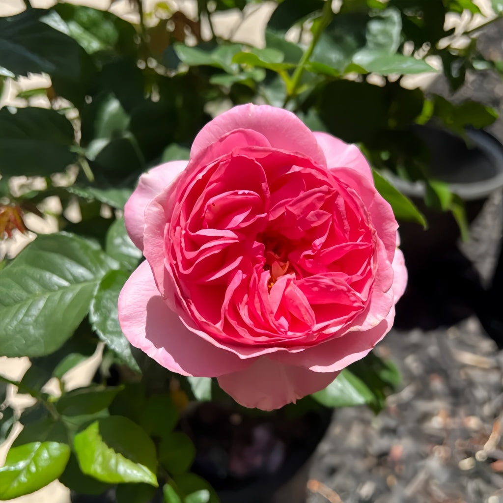 All Dressed Up rose in full bloom with deep pink petals and ruffled center, captured under sunlight in a garden.