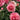 All Dressed Up Rose Plant shrub rose flowering in a sunny border
