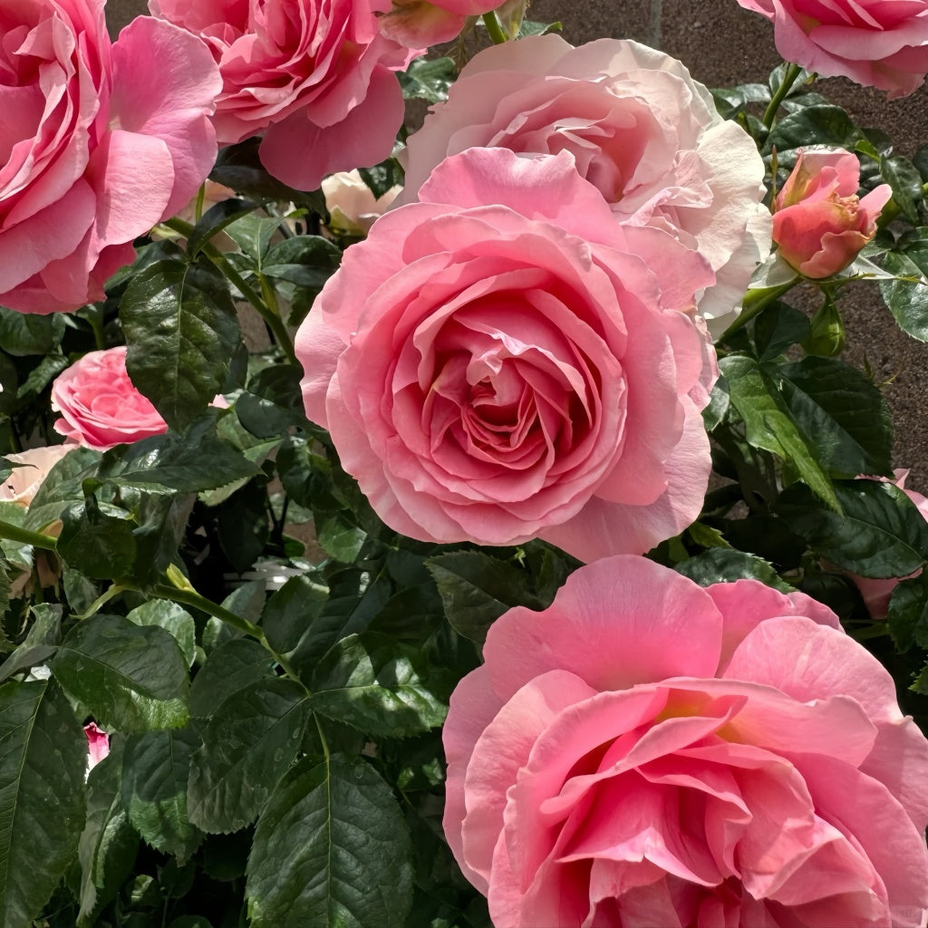 Tightly clustered pink All Dressed Up roses blooming on a healthy upright shrub