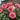 All Dressed Up Rose Plant garden rose with elegant blooms