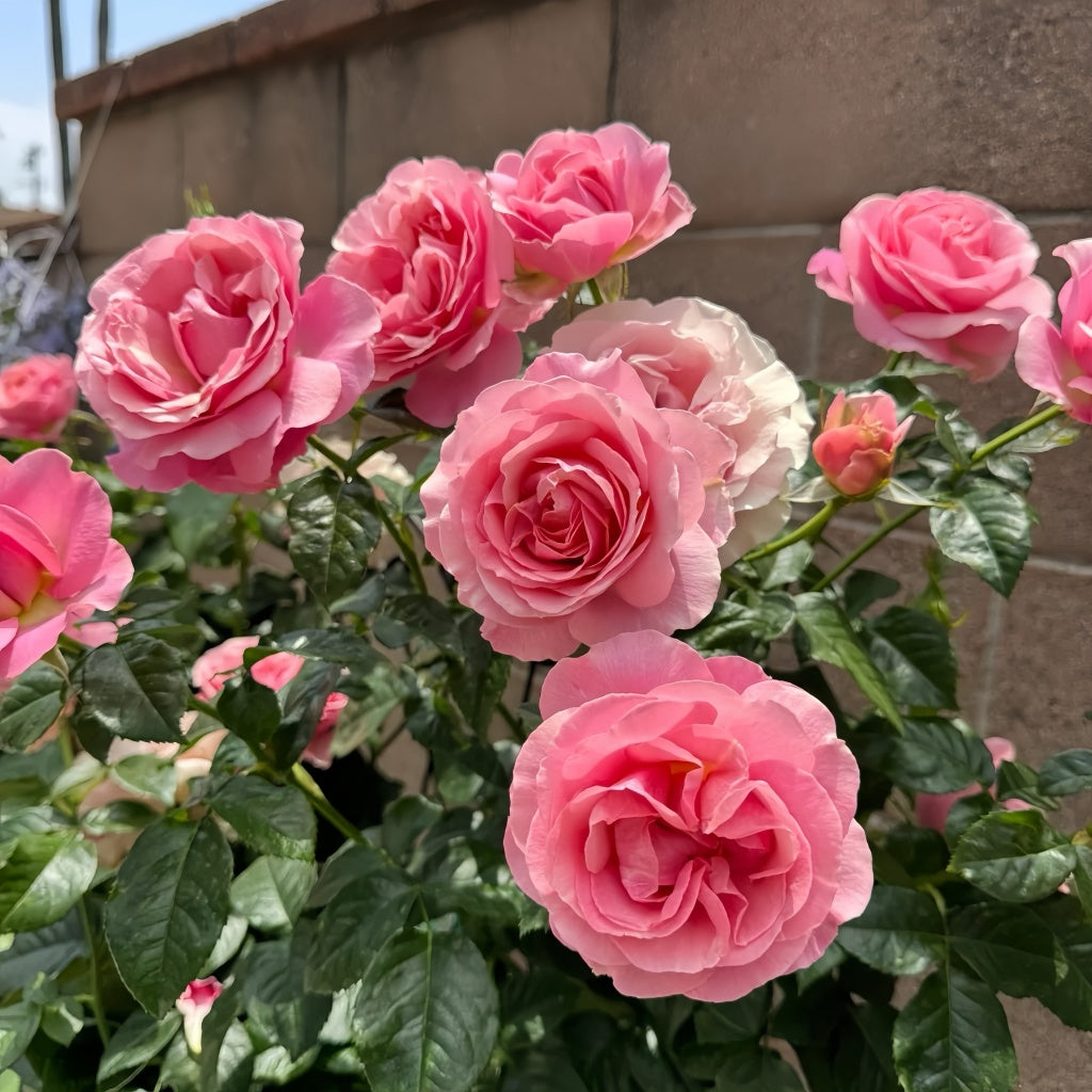 Tightly clustered pink All Dressed Up roses blooming on a healthy upright shrub