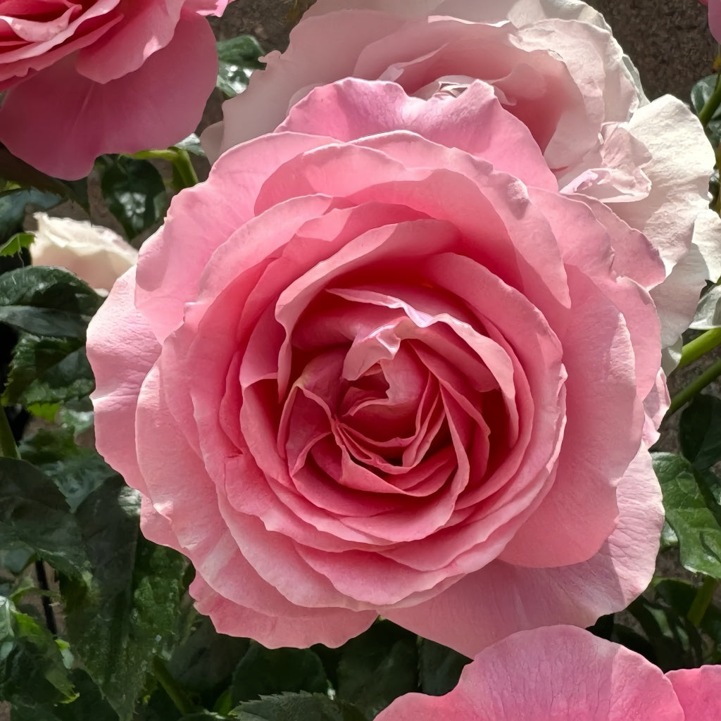 All Dressed Up rose in partial bloom with elegant petals forming a spiral, pink with soft highlights
