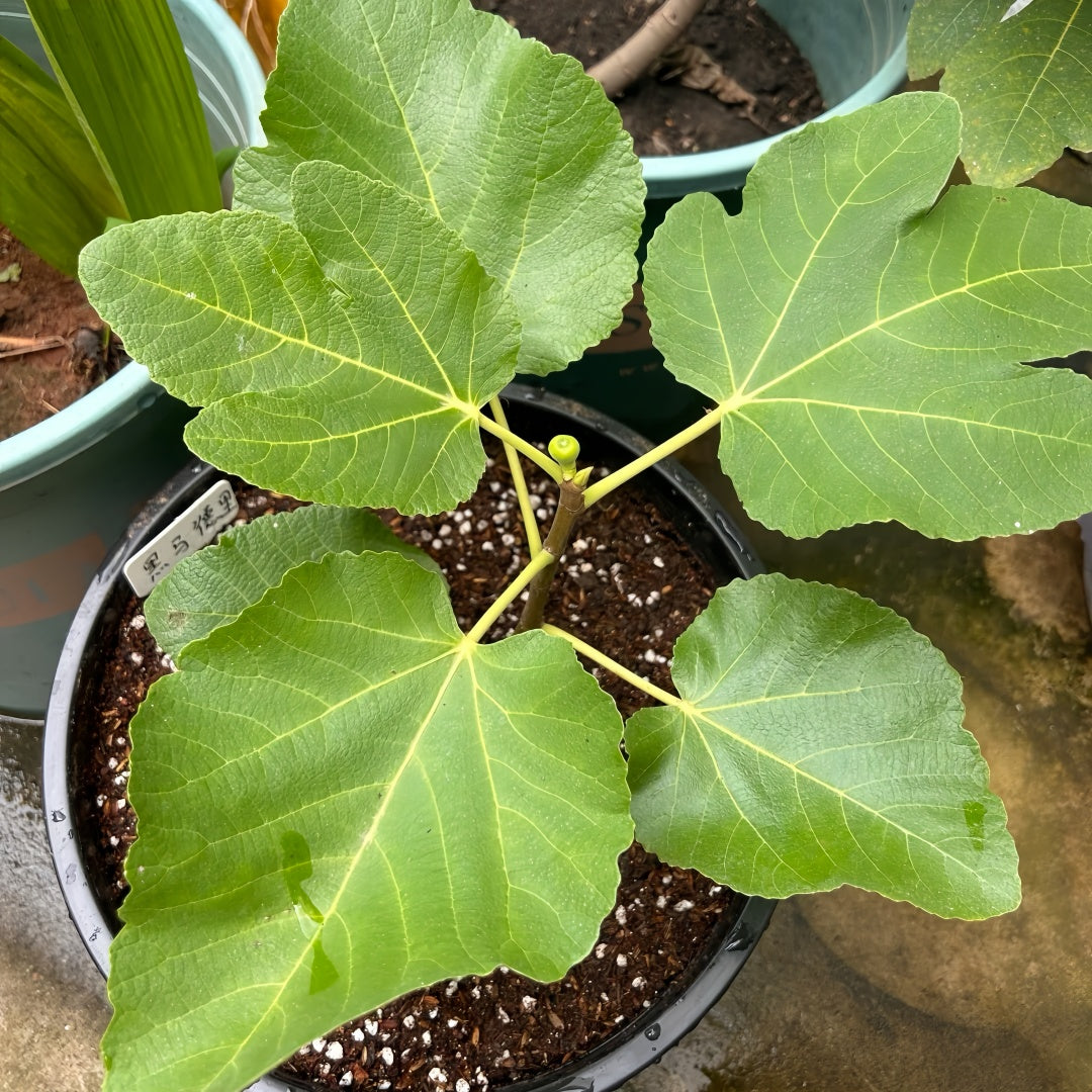 AlmaFigTree