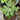 Alma Fig Tree bearing amber-colored figs perfect for container growing