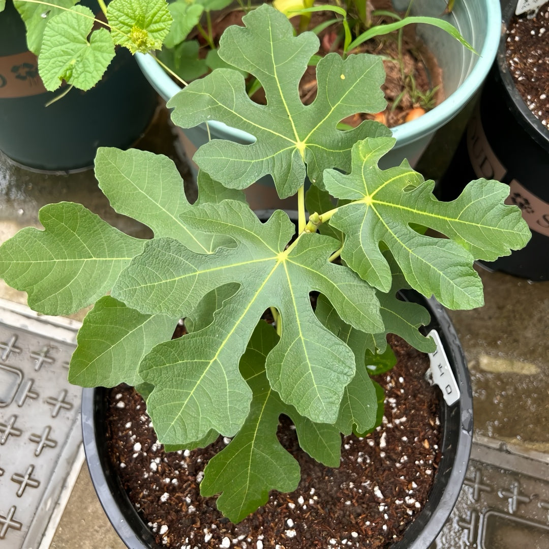 AlmaFigTree