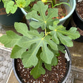 AlmaFigTree
