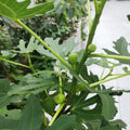 AlmaFigTree