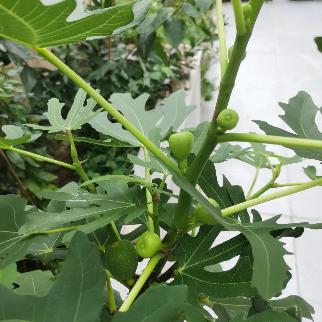 AlmaFigTree
