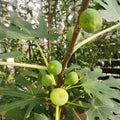 AlmaFigTree