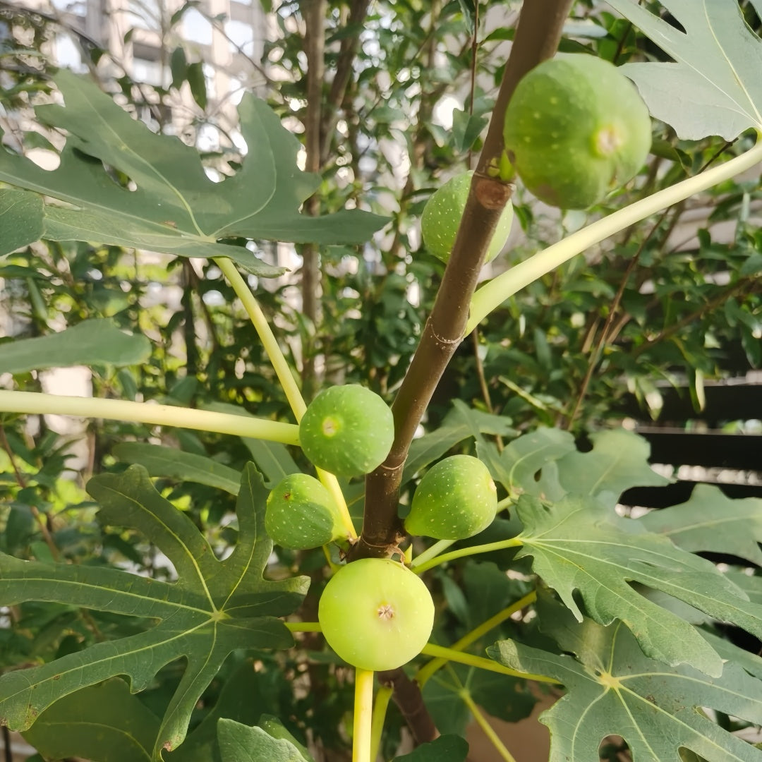 AlmaFigTree