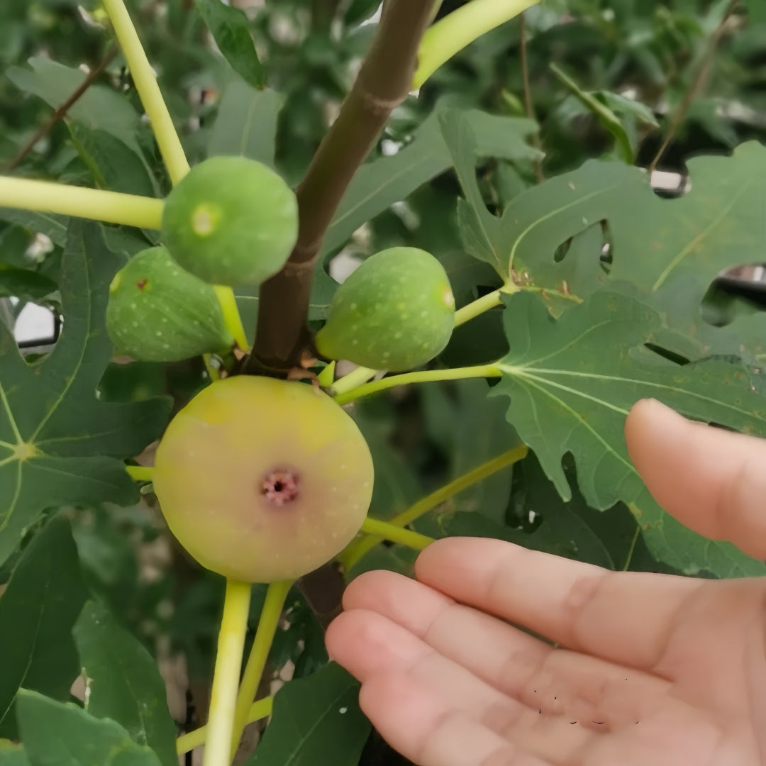AlmaFigTree