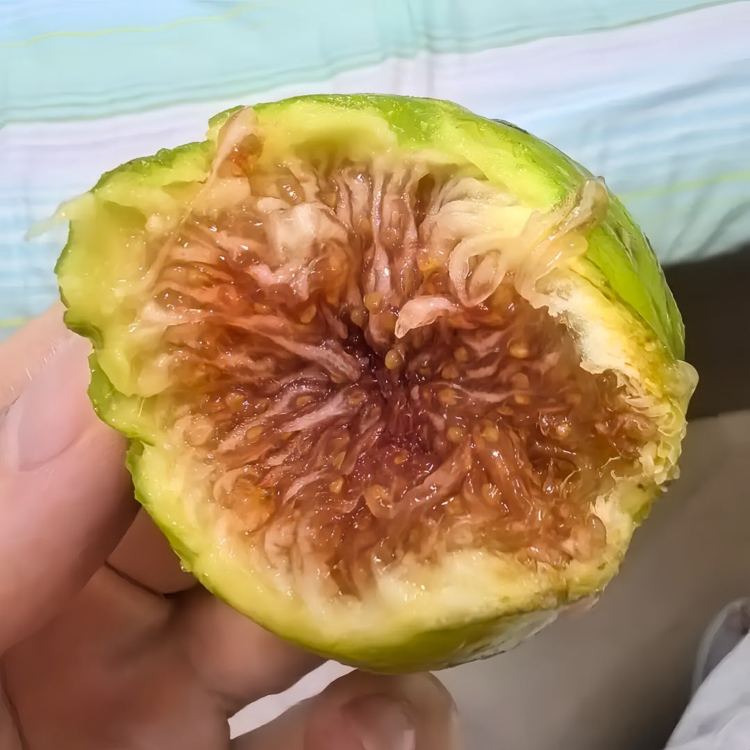 AlmaFigTree