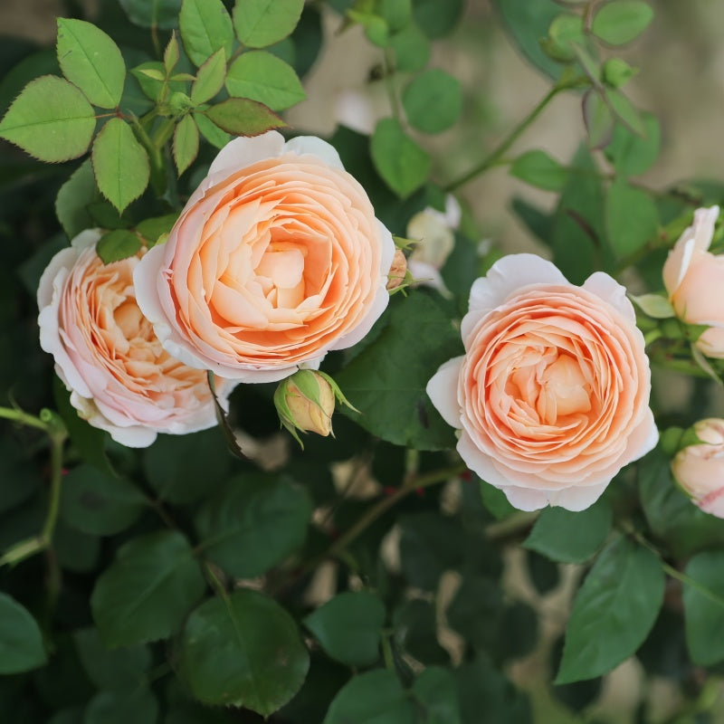 Ambridge Rose