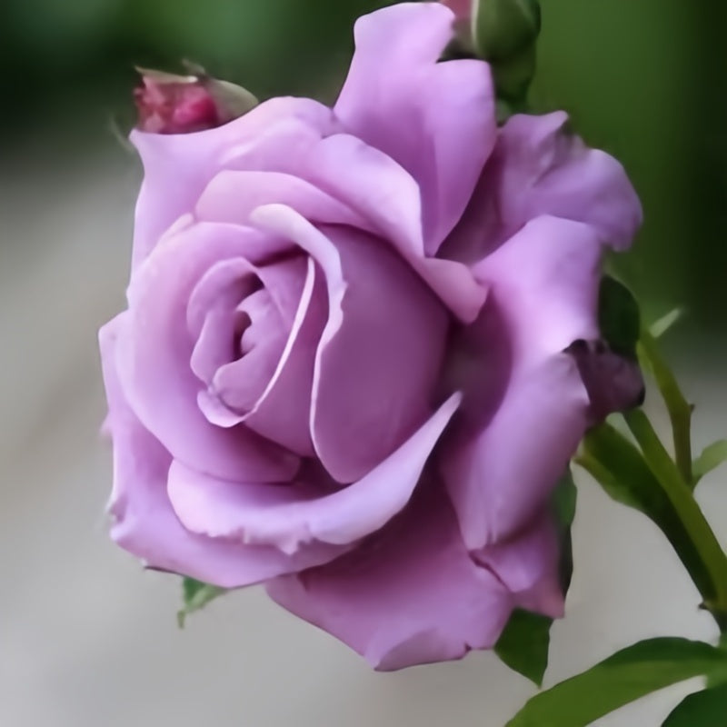Angel Face, CI Rose