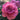 Angel Face Rose garden rose with elegant blooms