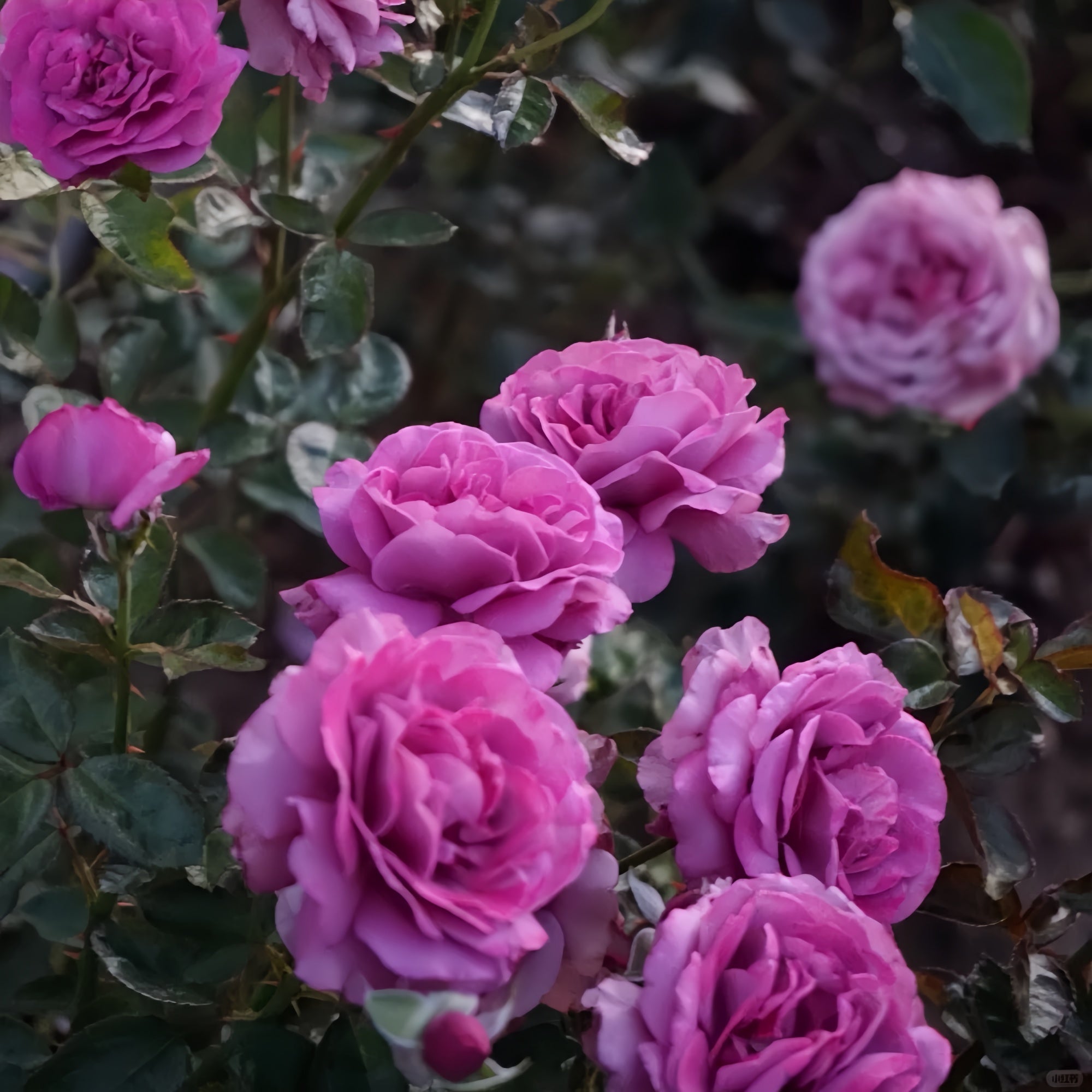 Angel Face Rise Angel Face, CI Rose – Elegant Garden Rose – Fast-growing-Plant