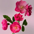 Angela Rose small waterlily-like flowers with apple fragrance and glossy foliage
