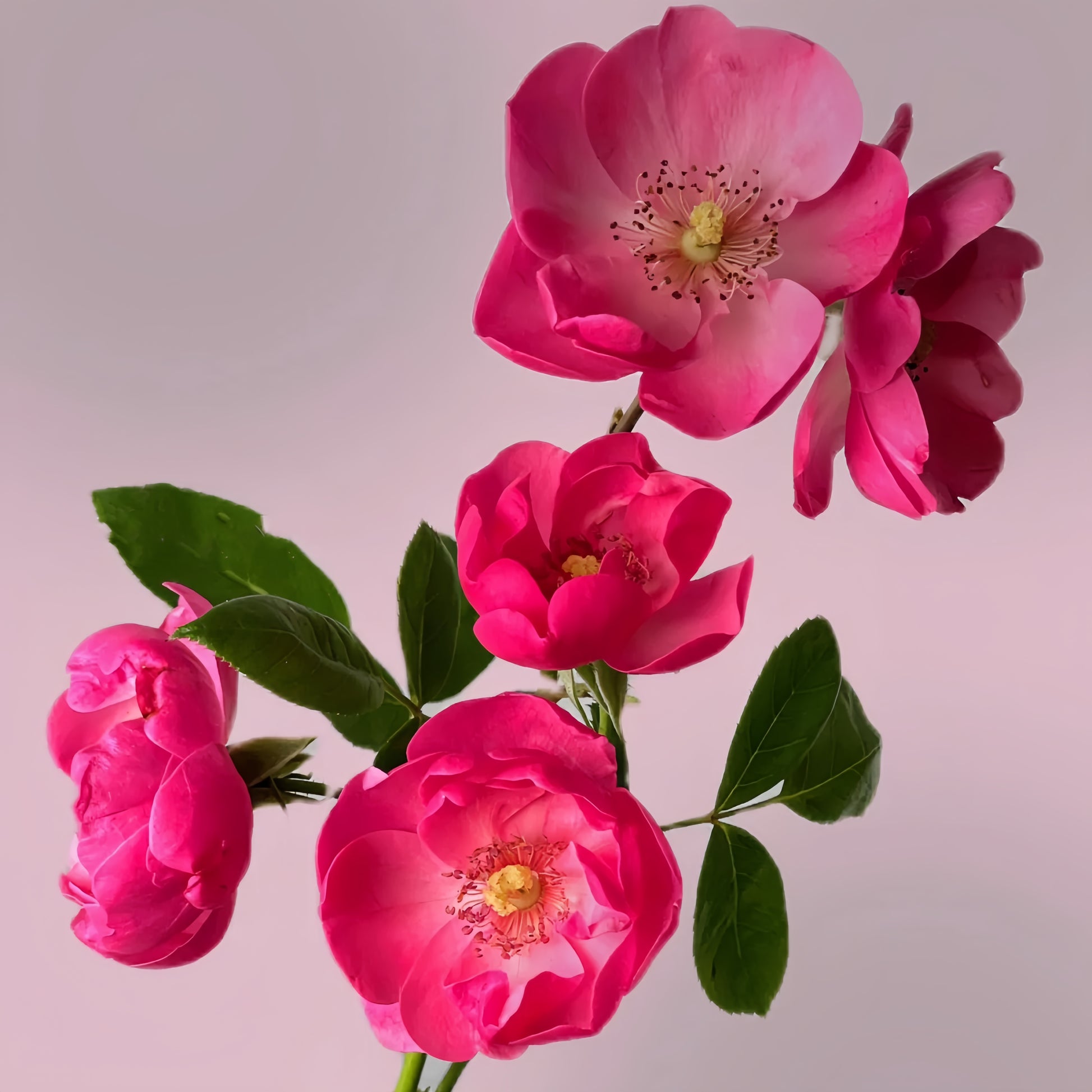 Angela Rose small waterlily-like flowers with apple fragrance and glossy foliage