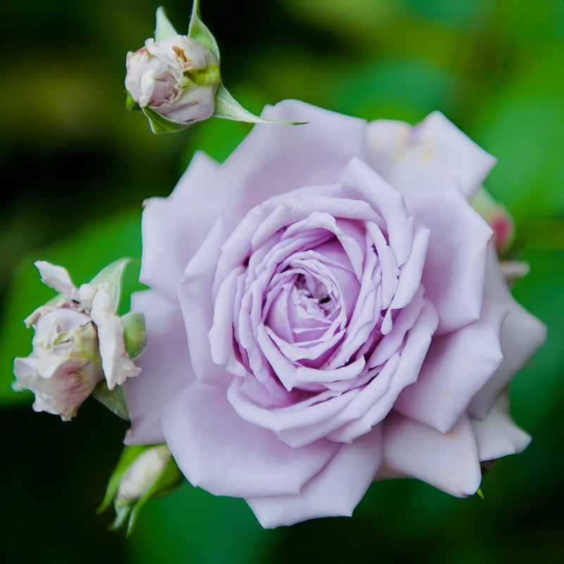 Antique Watch Rose