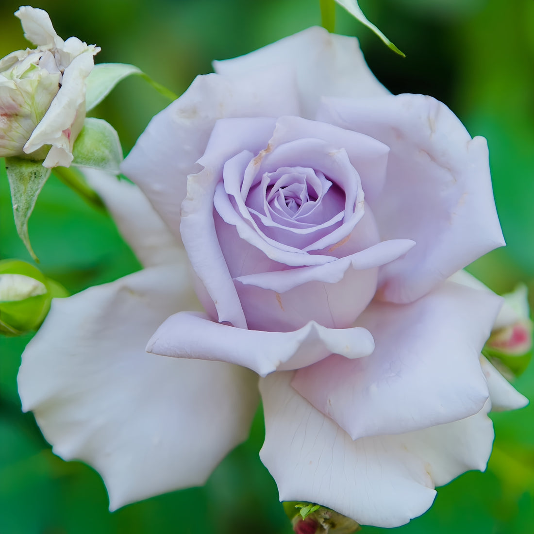 Antique Watch Rose
