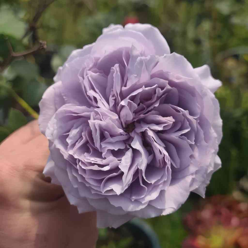Anyiqur Roses Antique Watch Rose – Elegant Garden Rose – Fast-growing-Plant