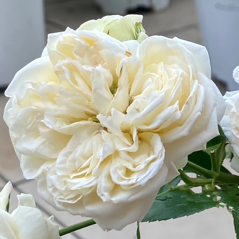 Ariadne Rose