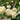 Ariadne Rose garden rose with elegant blooms