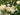 Ariadne Rose garden rose with elegant blooms
