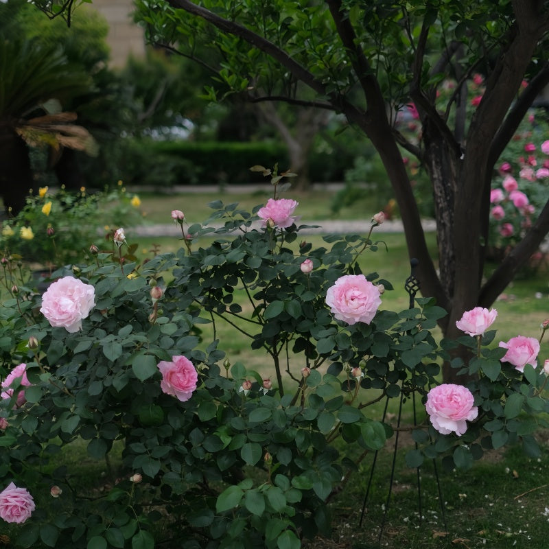 Aromatischen Hypnose hybrid tea rose in full bloom