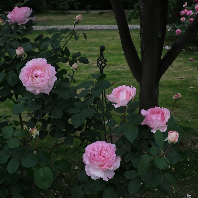 Aromatischen Hypnose rose bush with multiple fragrant flowers