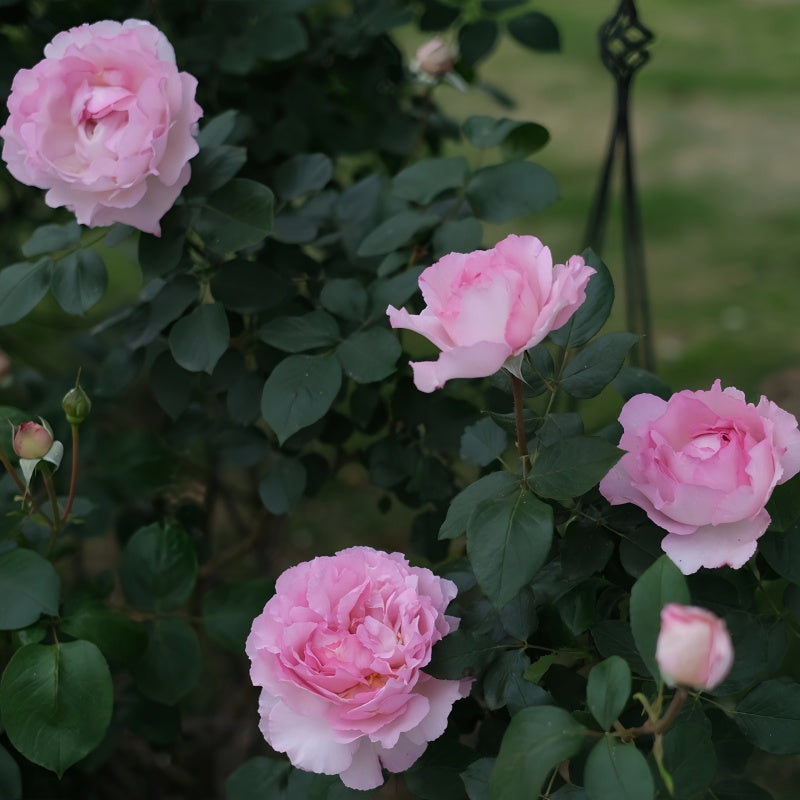 Close-up of Aromatischen Hypnose rose petals and green edge