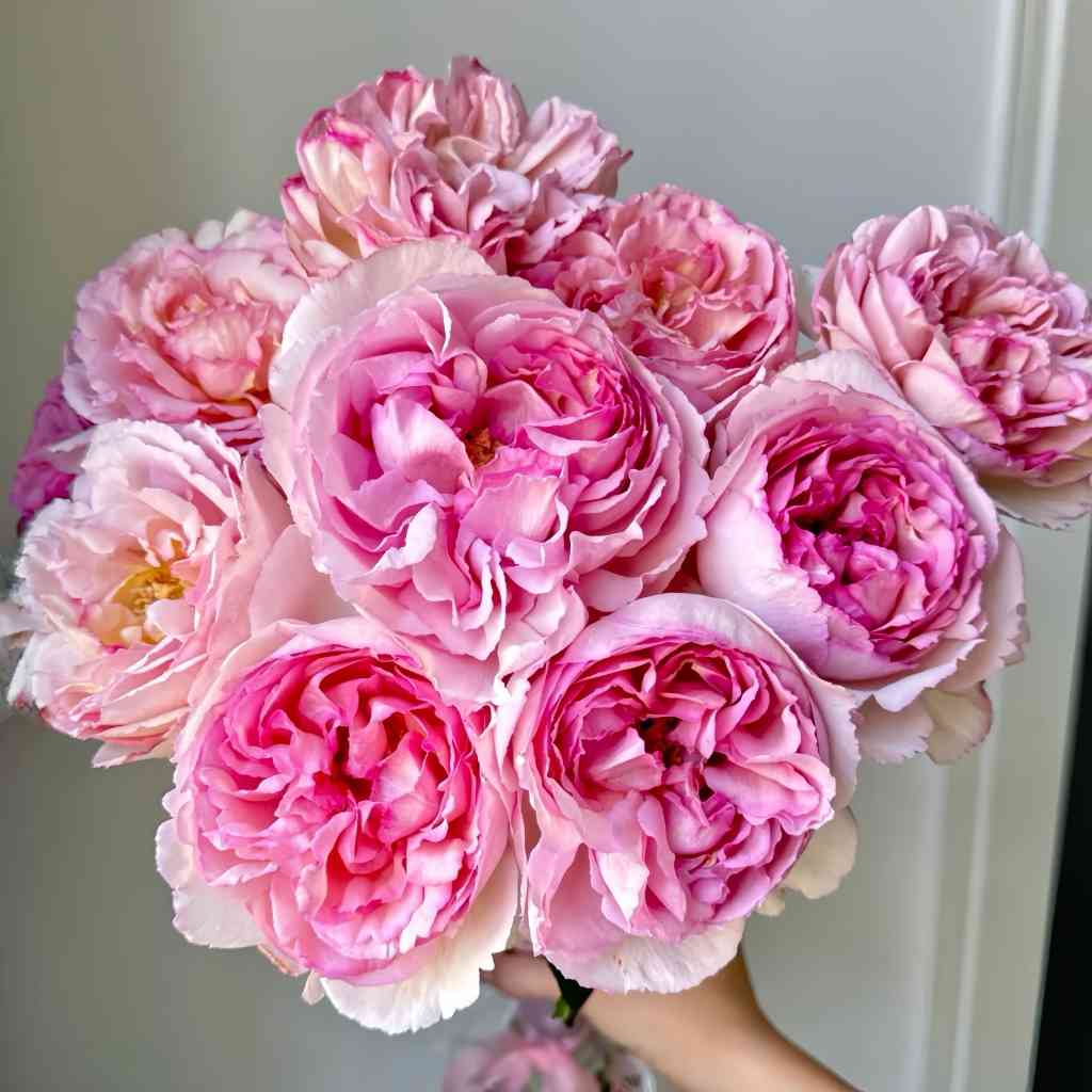 Elegant cup-shaped Aromatischen Hypnose bloom in garden