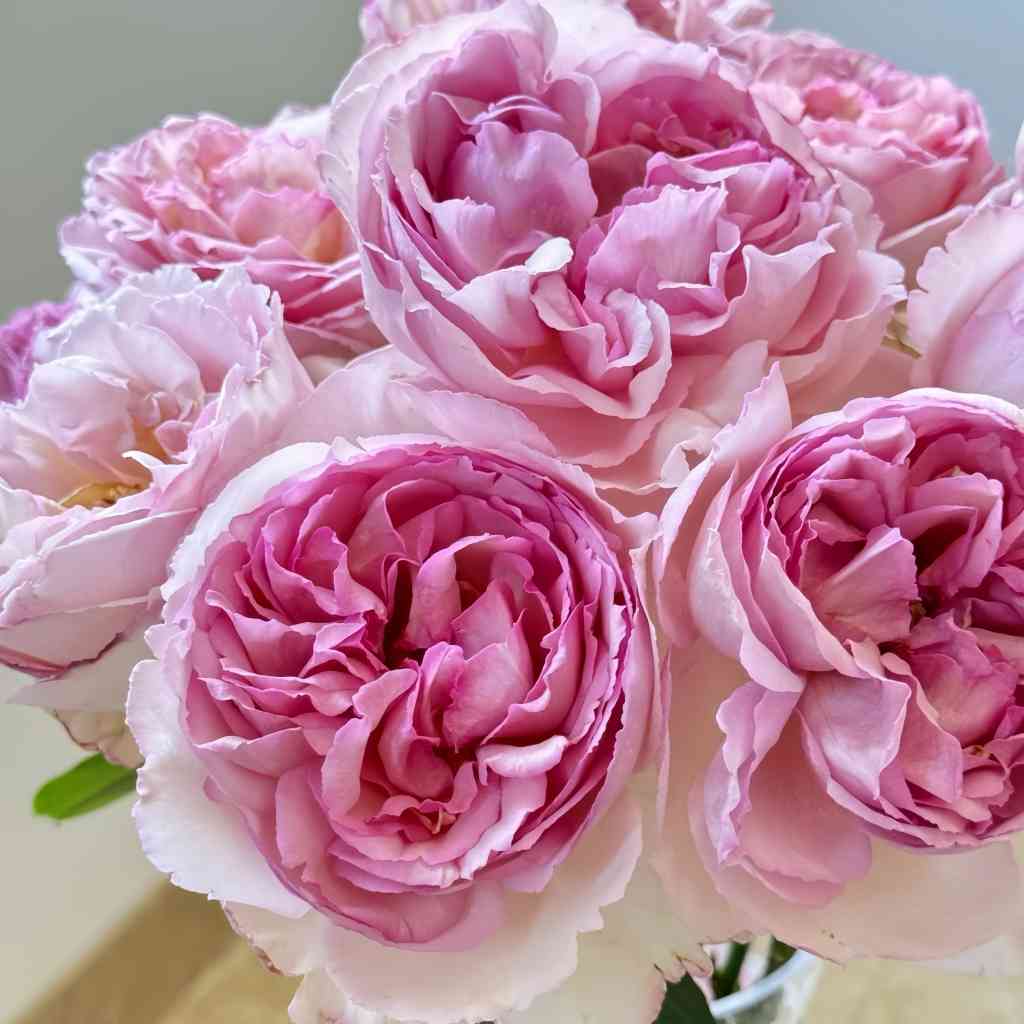 Aromatischen Hypnose rose with soft lighting and foliage