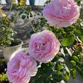 Fragrant cut Aromatischen Hypnose roses arranged in vase