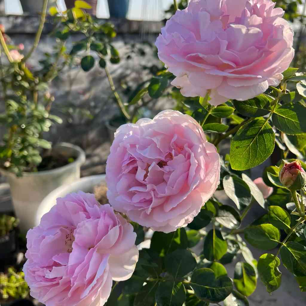 Fragrant cut Aromatischen Hypnose roses arranged in vase