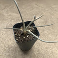 Astrophytum caput-medusae
