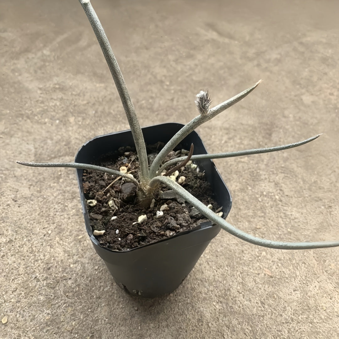 Astrophytum caput-medusae