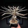 Astrophytum caput-medusae
