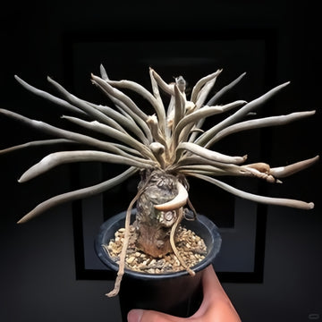 Astrophytum caput-medusae