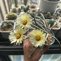 Astrophytum caput-medusae
